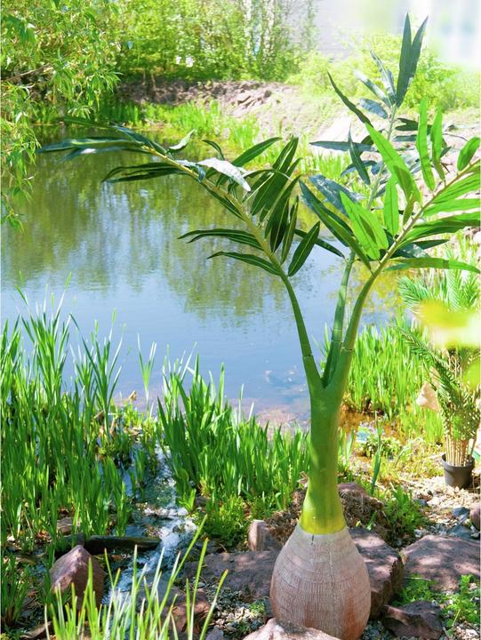 Produktbild Europalms Phönix Palme (240 cm)