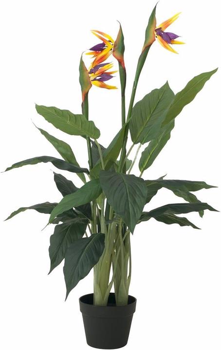 Produktbild Europalms Strelizie (90 cm)