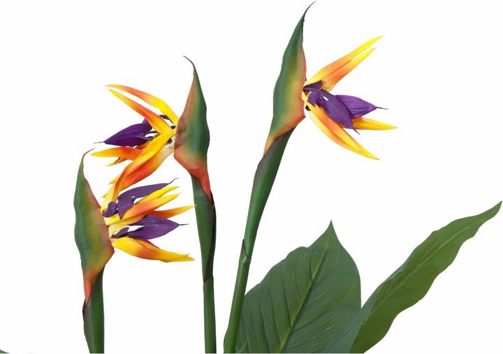 Produktbild Europalms Strelizie (90 cm)