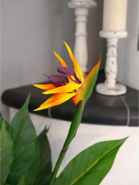 Produktbild Europalms Strelizie (90 cm)