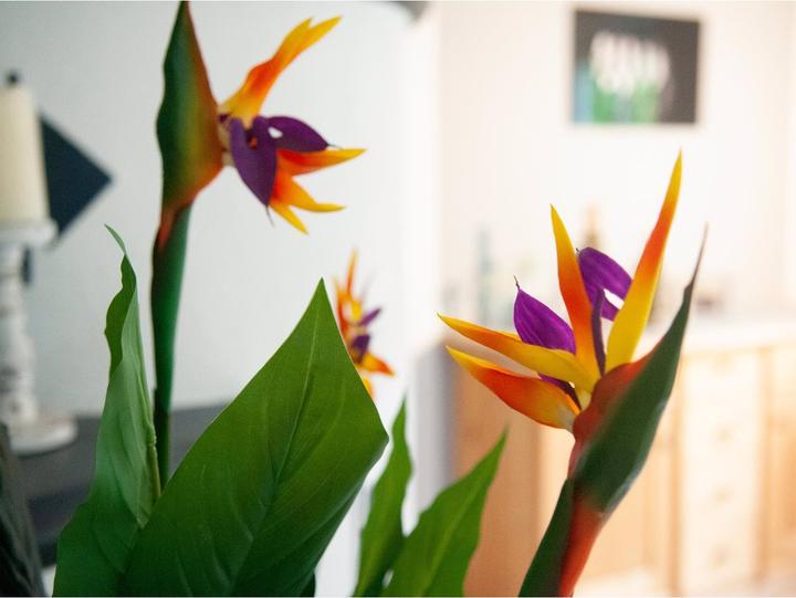 Produktbild Europalms Strelizie (90 cm)