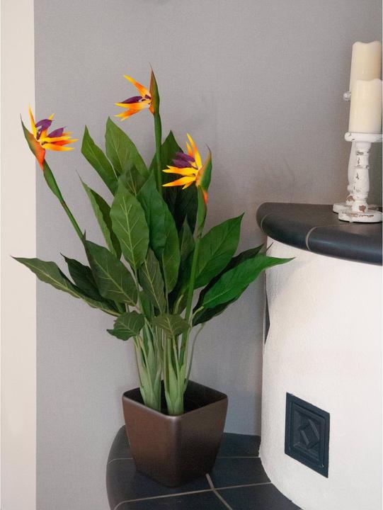 Produktbild Europalms Strelizie (90 cm)
