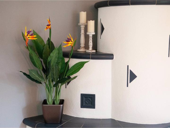 Produktbild Europalms Strelizie (90 cm)