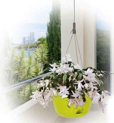 Produktbild EDA Plastiques Blumenampel Toscane