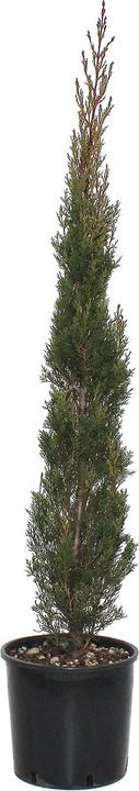 Produktbild Zulauf Säulen-Mittelmeer-Zypresse / Cupressus sempervi. 'Stricta' (150 cm)