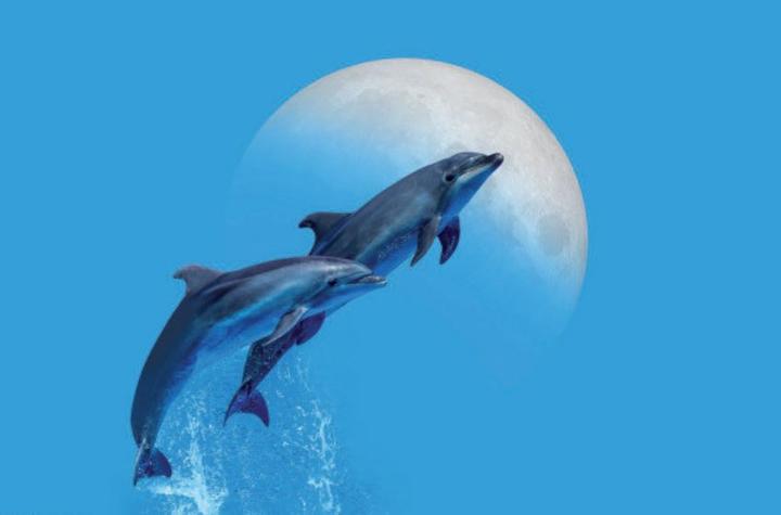 Produktbild Eibert Visual Dolphins (40 x 60 cm)