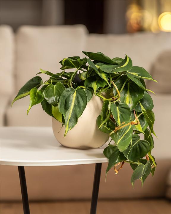 Immagine prodotto feey Philodendron scandens Brasil (25 cm, Appena rinvasata)