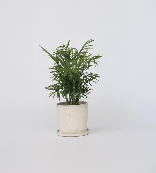 Image du produit Plant in a Box Chamaedorea elegans - Palmier de montagne (30 cm)