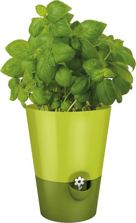 Immagine prodotto Emsa Erbe fresche (13 cm)