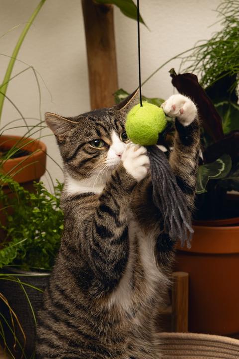 Actual product image Beeztees Minus One Cat Fishing Rod (Catmint toy)