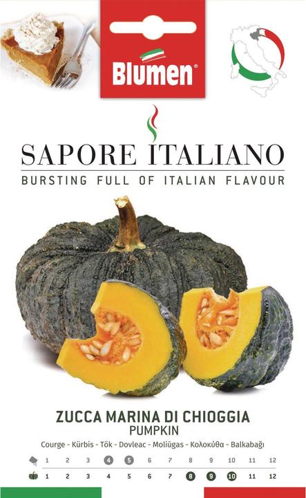 Produktbild Blumen Kürbis Marina di Chioggia (Gemüsesamen)