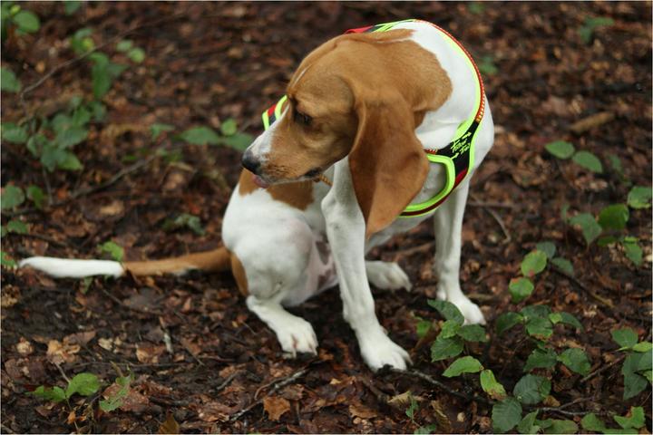 Produktbild Niggeloh Hundeführgeschirr Follow Trail (M, Hund, Hundesport)