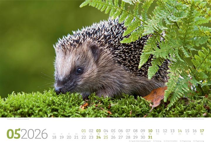 Immagine prodotto Tierwelt Wald Kalender 2026 (45 x 33 cm, Copertina rigida, Tedesco)