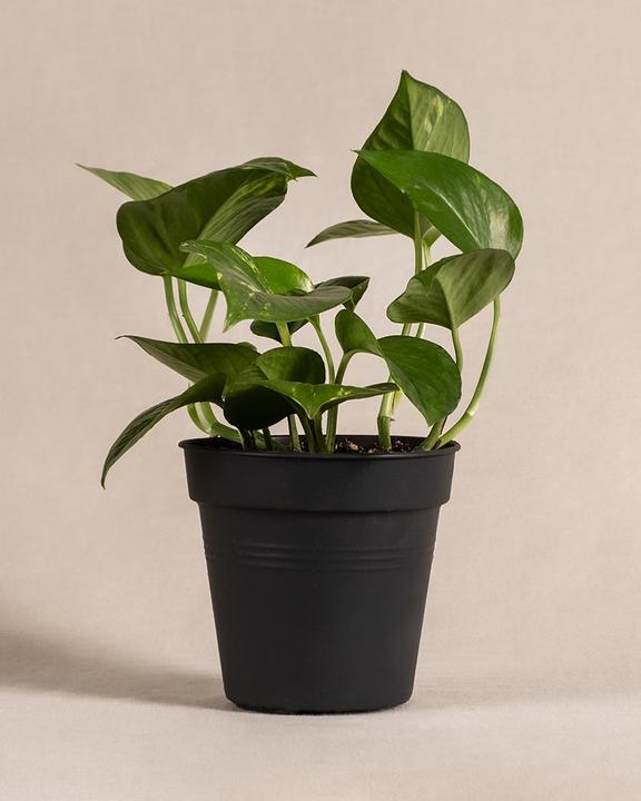 Immagine prodotto feey L'edera (25 cm, Appena rinvasata)