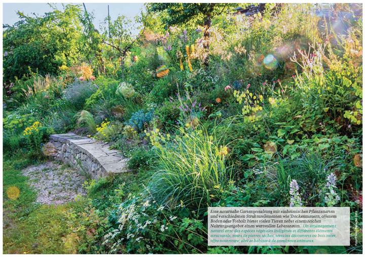 Produktbild Botanica 2024 (Französisch, Deutsch, Beat Fischer, Nicolas Küffer, Botanica/Hortus Botanicus Helveticus, 2024)