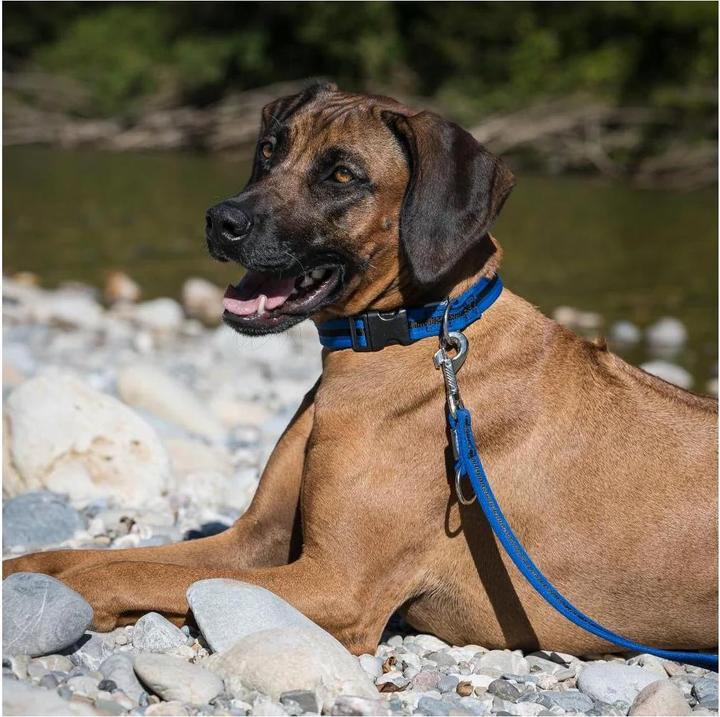 Image du produit Beat Grossenbacher Collier bordé, direct (35, 36, 37, 38, 39, 40, 41, 42, 43, 44, 45, 46, 47, 48, 49, 50, Chien)