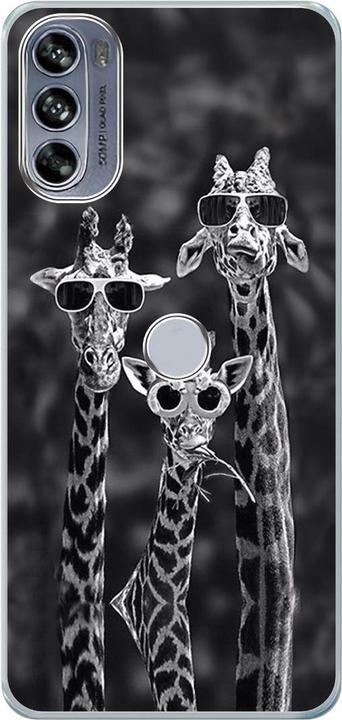 3 giraffes