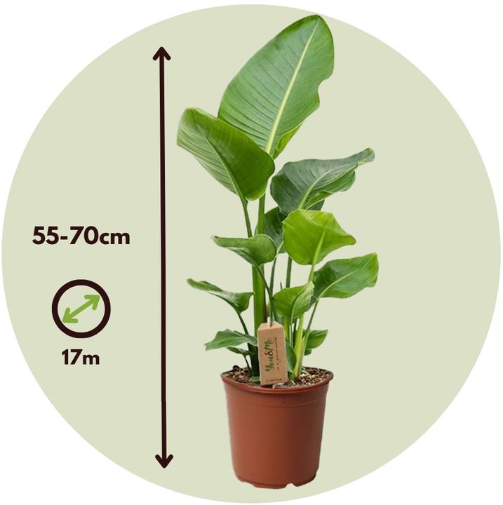 Image du produit Plant in a Box Strelitzia Nicolai - Fleur d'oiseau de paradis (55 cm)