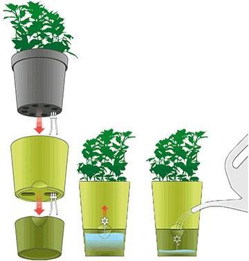 Immagine prodotto Emsa Erbe fresche (13 cm)
