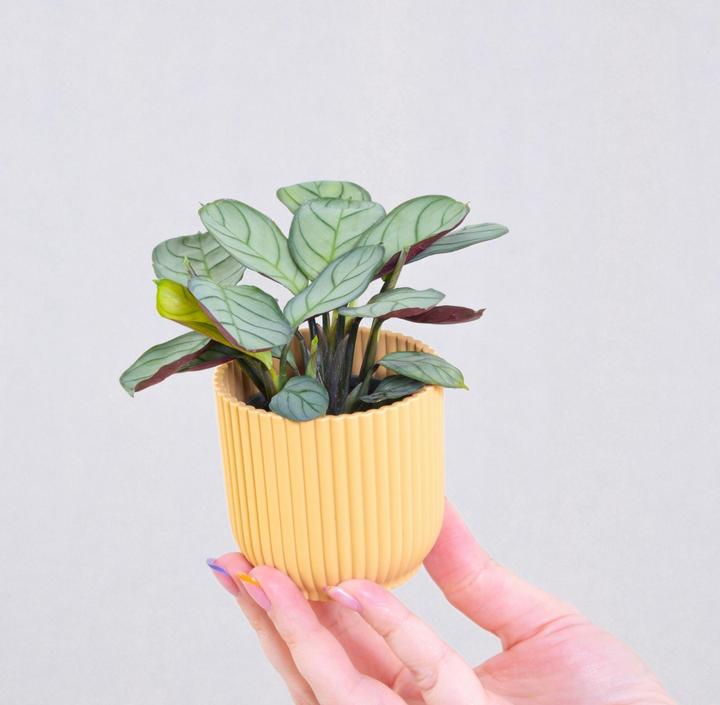 Immagine prodotto Plant in a Box Ctenanthe Burle-Marxii 'Amagris' - Korbmarante (25 cm)