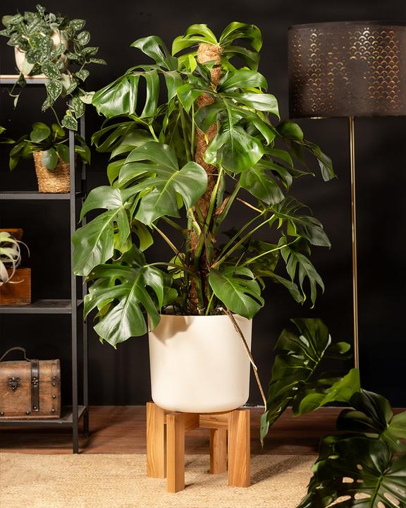Actual product image feey Monstera XL (125 cm, Freshly repotted)