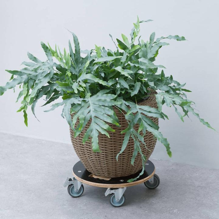 Produktbild Nature Pflanzenroller Rund Ø38cm Schwarz Holz