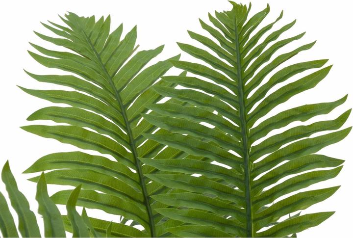 Produktbild Europalms Cycas Palme, Kunstpflanze, 70cm (70 cm)