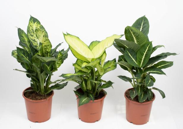 Image du produit Fresca-Plant Dieffenbachia Mix (17 cm)