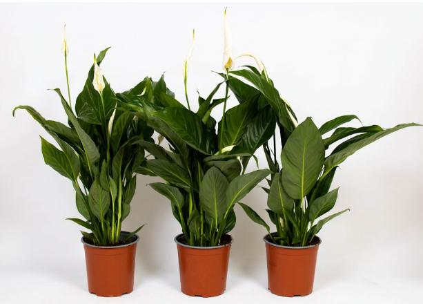 Produktbild Fresca-Plant Spathipyllum Vivaldi (17 cm)