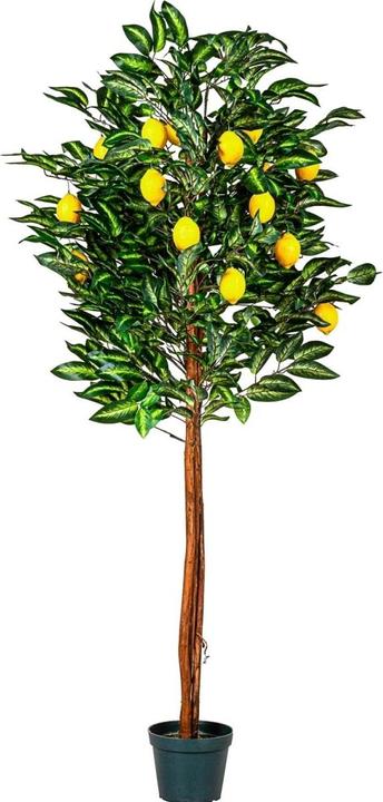 Produktbild Plantasia Kunstpflanze Zitronenbaum 180cm (180 cm)