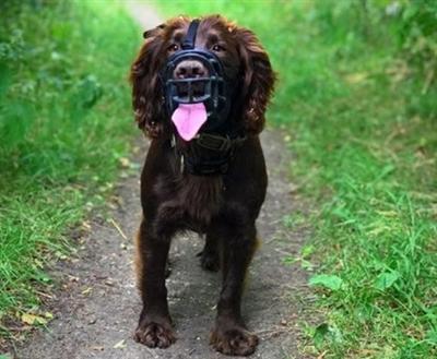Immagine prodotto Company of Animals Museruola Ultra Muzzle (4, Cane, Generale)