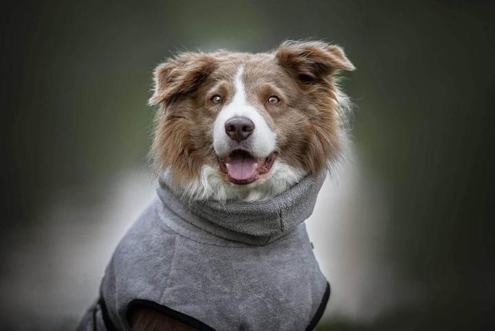 Actual product image Deek Pets Bathrobe XL, 68 cm, Anthracite (XL, Dog bathrobe)