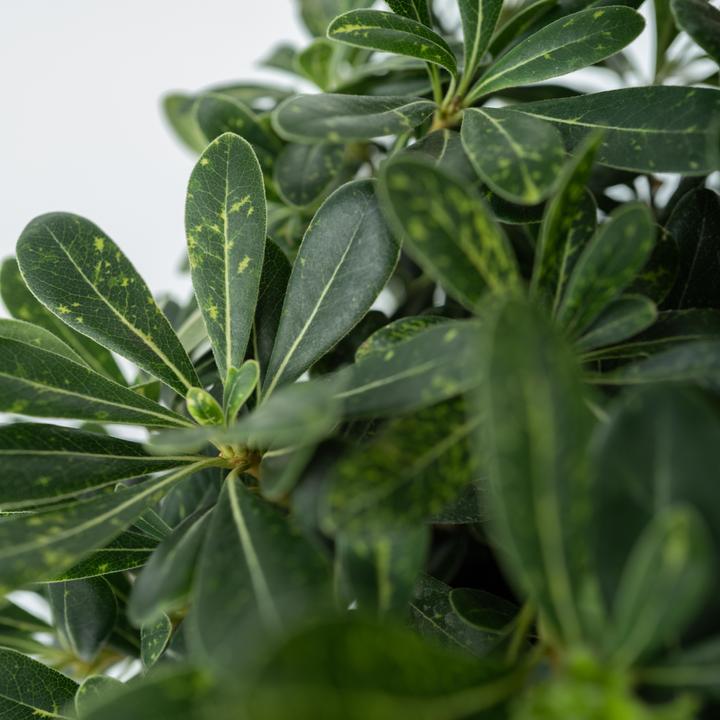 Image du produit Plant in a Box Pittosporum tobira nanum - Laurier (30 cm)