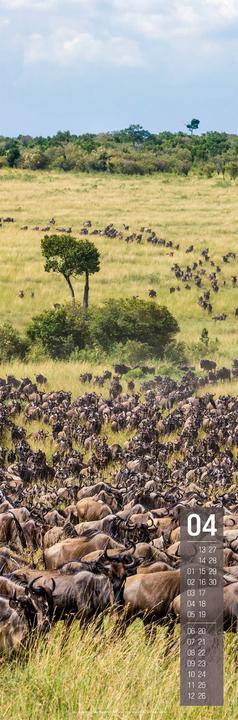 Immagine prodotto Afrika Vertikal Kalender 2026 (33 x 100 cm, Spagnolo, Francese, Tedesco, Inglese)
