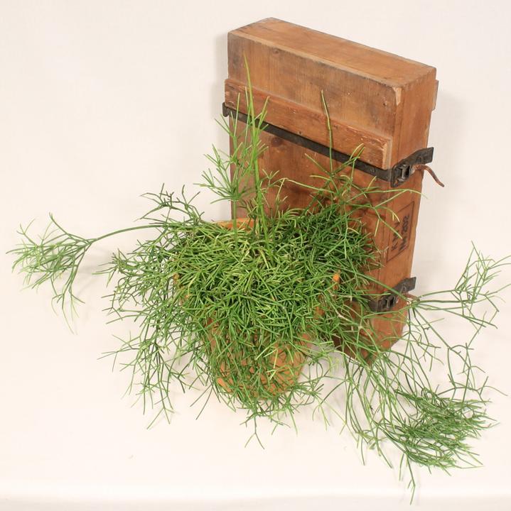 Image du produit Kakteen Gautschi Rhipsalis cassutha (35 cm)
