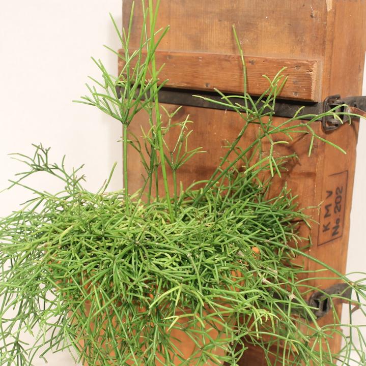 Image du produit Kakteen Gautschi Rhipsalis cassutha (35 cm)