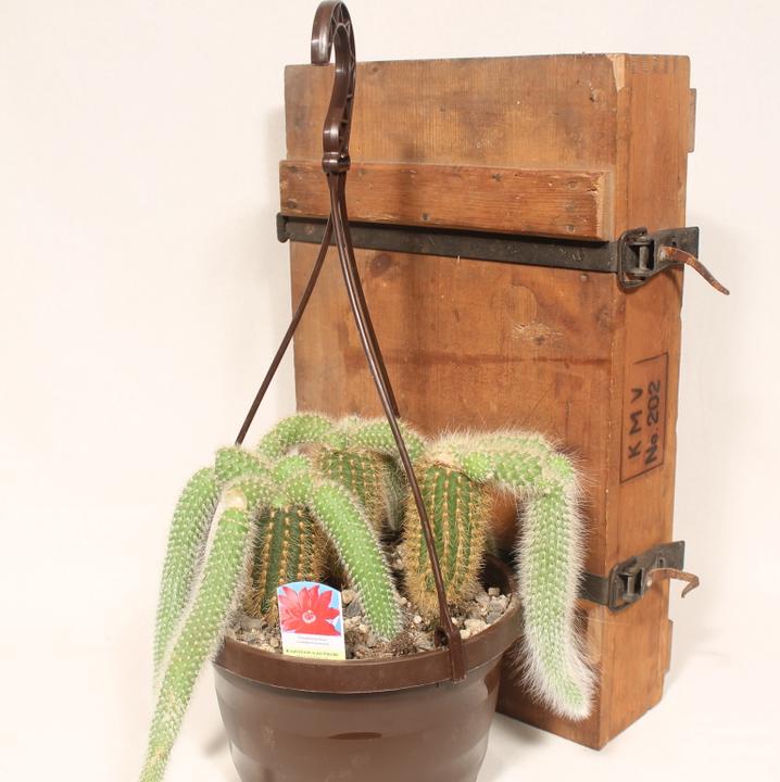 Produktbild Kakteen Gautschi Cleistocactus colademononis (25 cm)