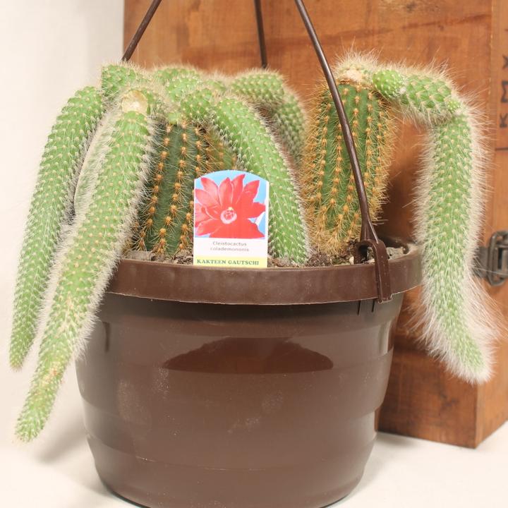 Produktbild Kakteen Gautschi Cleistocactus colademononis (25 cm)