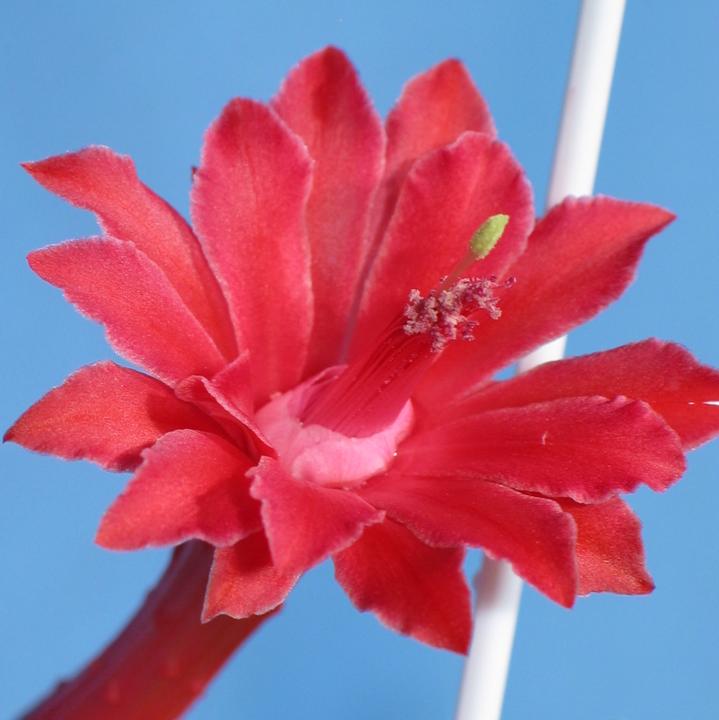 Produktbild Kakteen Gautschi Cleistocactus colademononis (25 cm)