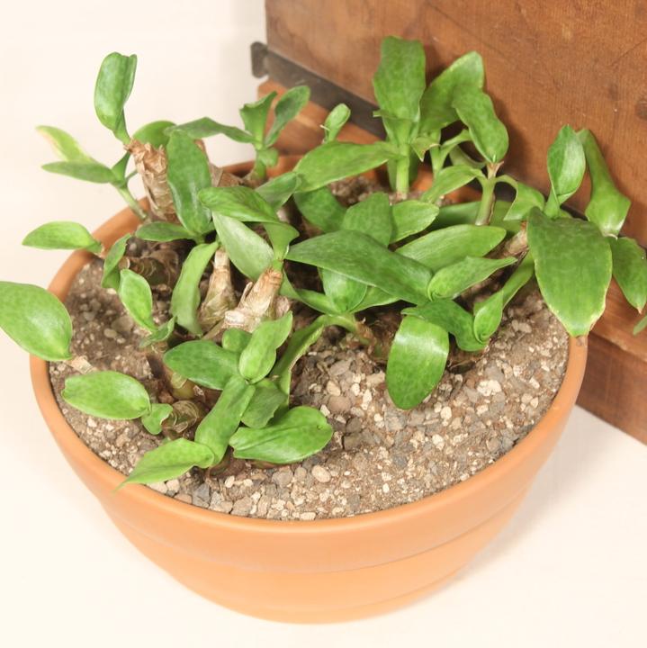 Actual product image Kakteen Gautschi Scilla peruviana (20 cm)