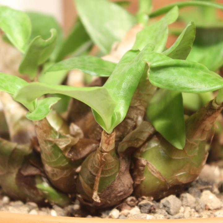 Actual product image Kakteen Gautschi Scilla peruviana (20 cm)