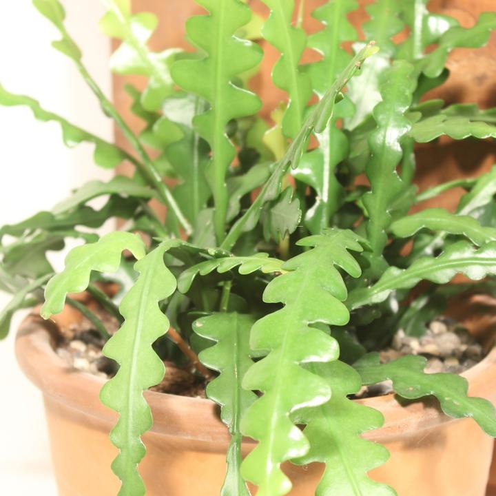 Actual product image Kakteen Gautschi Epiphyllum anguliger (40 cm)