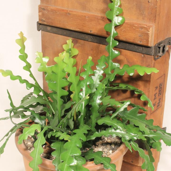 Actual product image Kakteen Gautschi Epiphyllum anguliger (40 cm)