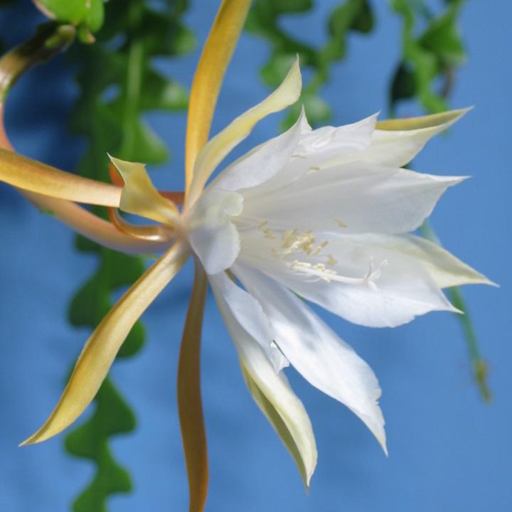 Image du produit Kakteen Gautschi Epiphyllum anguliger (14 cm)