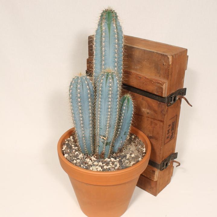 Immagine prodotto Kakteen Gautschi Pilosocereus azureus (45 cm)