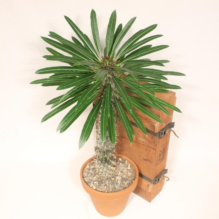 Actual product image Kakteen Gautschi Pachypodium lameri (50 cm)