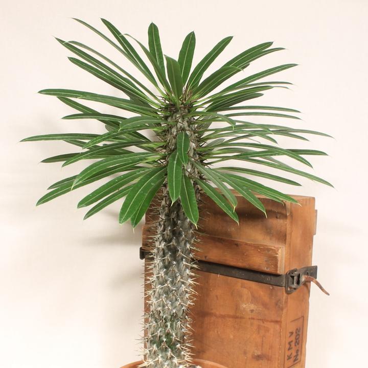 Actual product image Kakteen Gautschi Pachypodium lameri (50 cm)