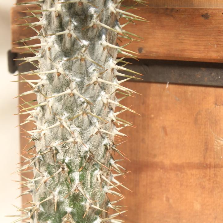Actual product image Kakteen Gautschi Pachypodium lameri (50 cm)