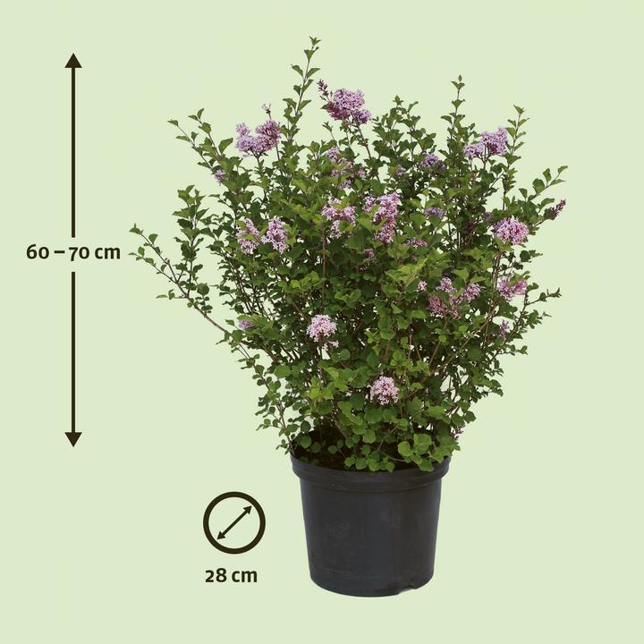 Image du produit Zulauf Zwerg-Flieder / Syringa meyeri 'Palibin' (80 cm)