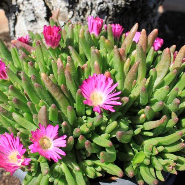 Actual product image Säntispracht Set of 2, Midday Flower - Delosperma Hot Pink Wonder (15 cm)